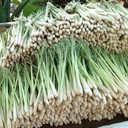 

sereh bumbu segar 500 GRM