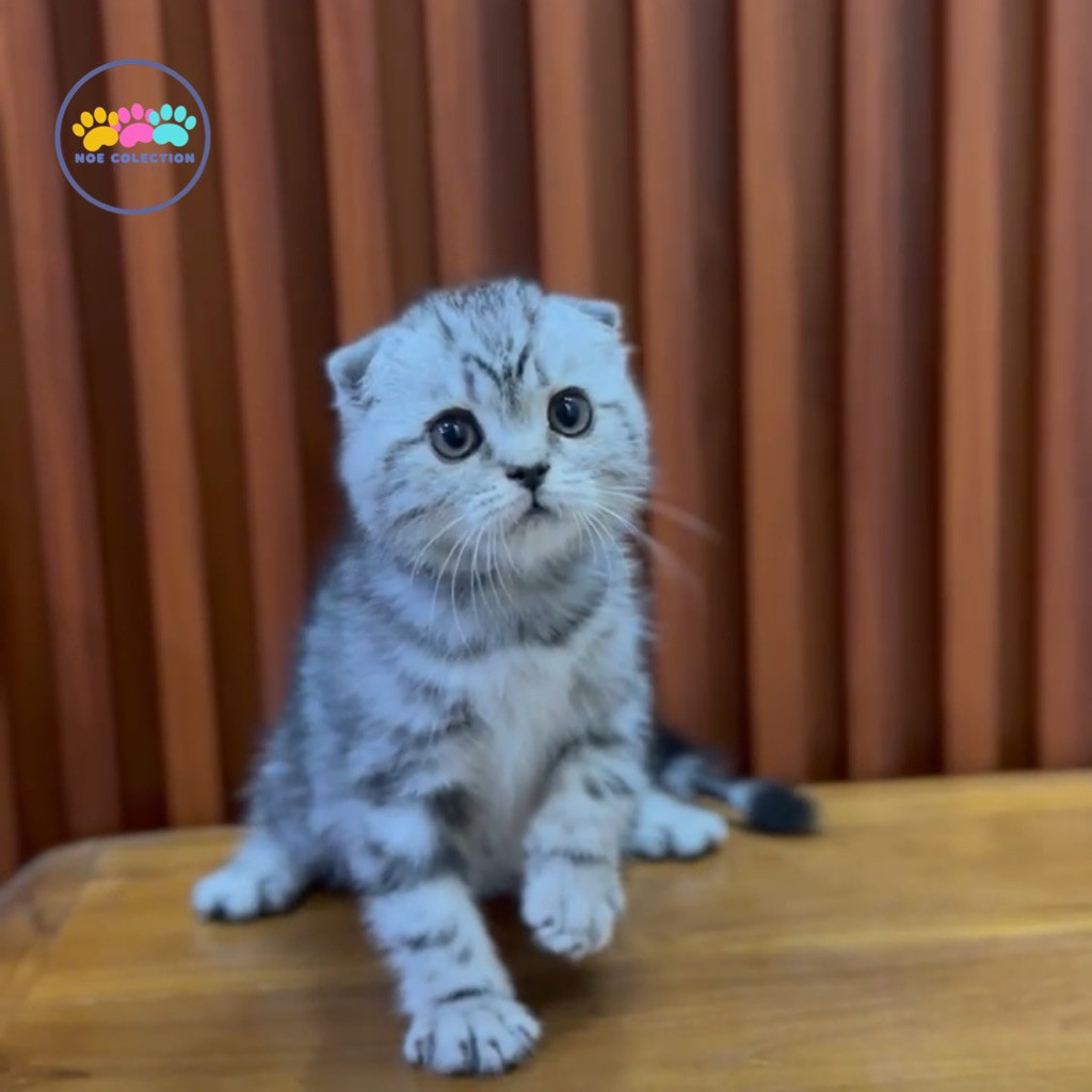 Open Adopt Kitten Scottish Fold Betina 3 Bulan – Sudah Vaksin – Kucing Lucu Jinak Manja