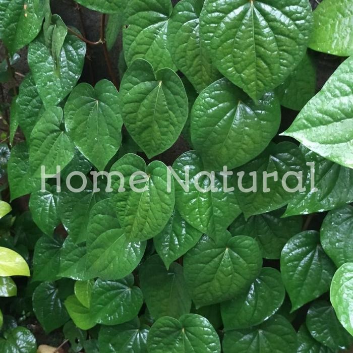 

Obat kumur daun sirih antiseptic Daun sirih 500gram Herbal daun sirih