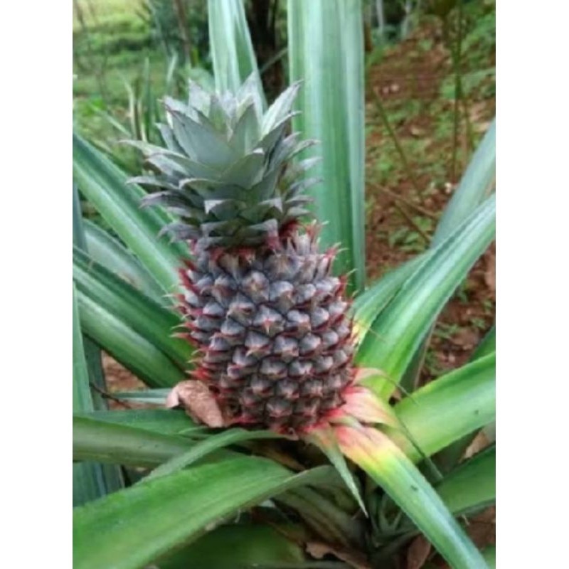 

buah nanas muda segar