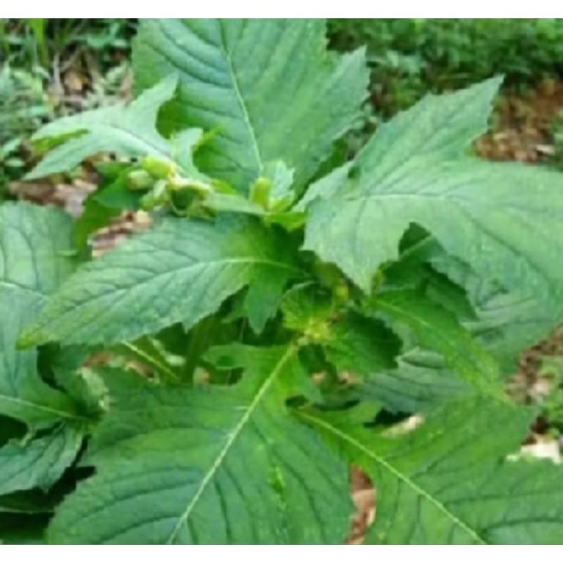 

Daun singkong Jambrong segar 500 gram