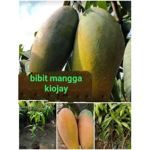 BIBIT MANGGA KIOJAY Berbunga vailid