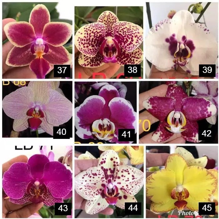 anggrek bulan dewasa jumbo