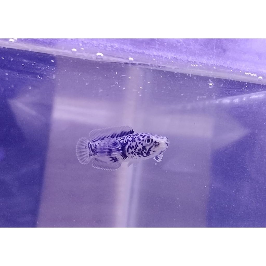 TERASHOP Wayang Limbata Granite 5-6-7