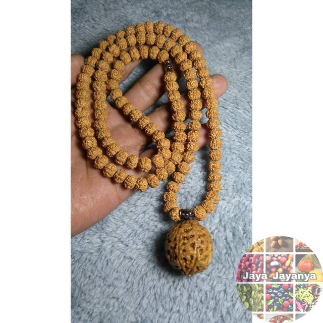 KALUNG RUDRAKSHA JENITRI ASLI RUDRAKSHA Jaya_Jayanya