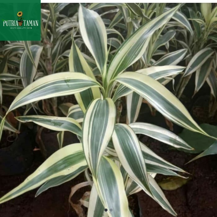 bibit tanaman hias sri rejeki varigata