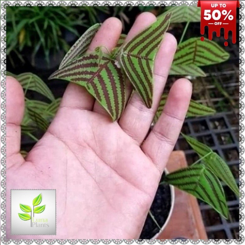 ( BISA COD ) PROMO Bunga Hias Kupu-Kupu Batik Oxalis / Tanaman Hias Kupu Kupu Tanaman Hidup Kupu-Kup