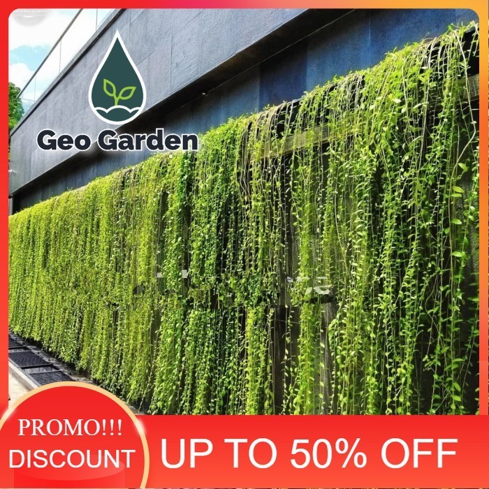 Tanaman rambat Lee Kwan yew Pohon rambat Lee Kwan yew likuanyu