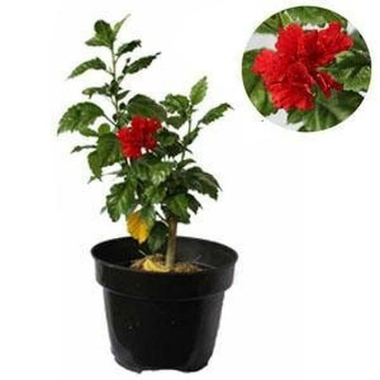 Bibit kembang sepatu/pohon kembang sepatu