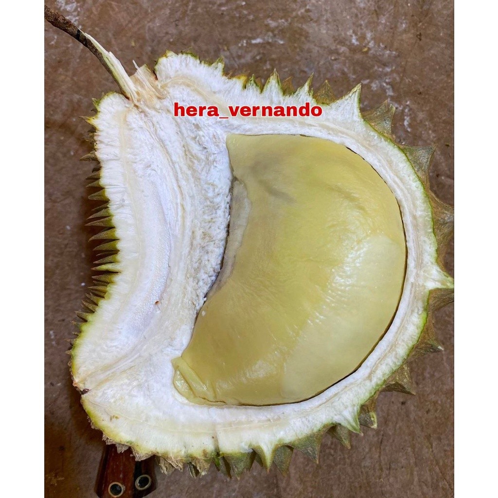 Bibit Durian Cumasi Hasil Okulasi Cepat Berbuah