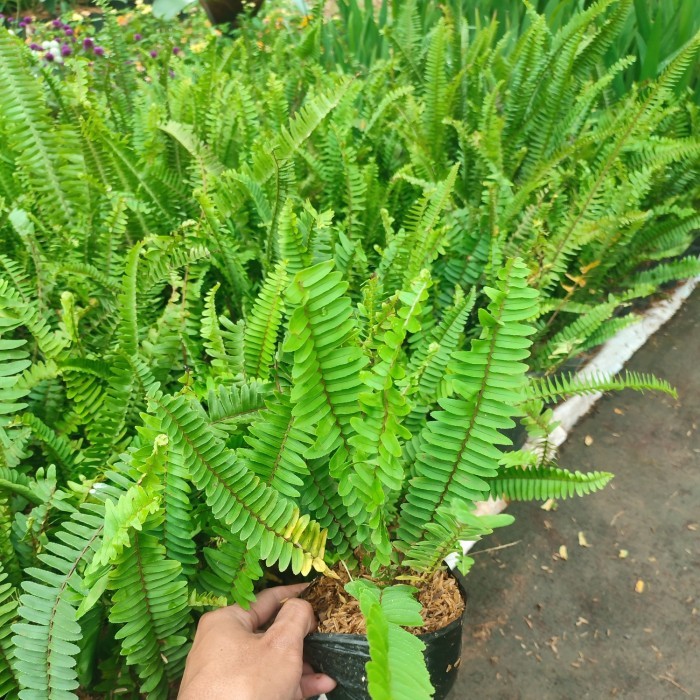 tanaman pakis kelabang tanduk rusa/tanaman pakis kelabang