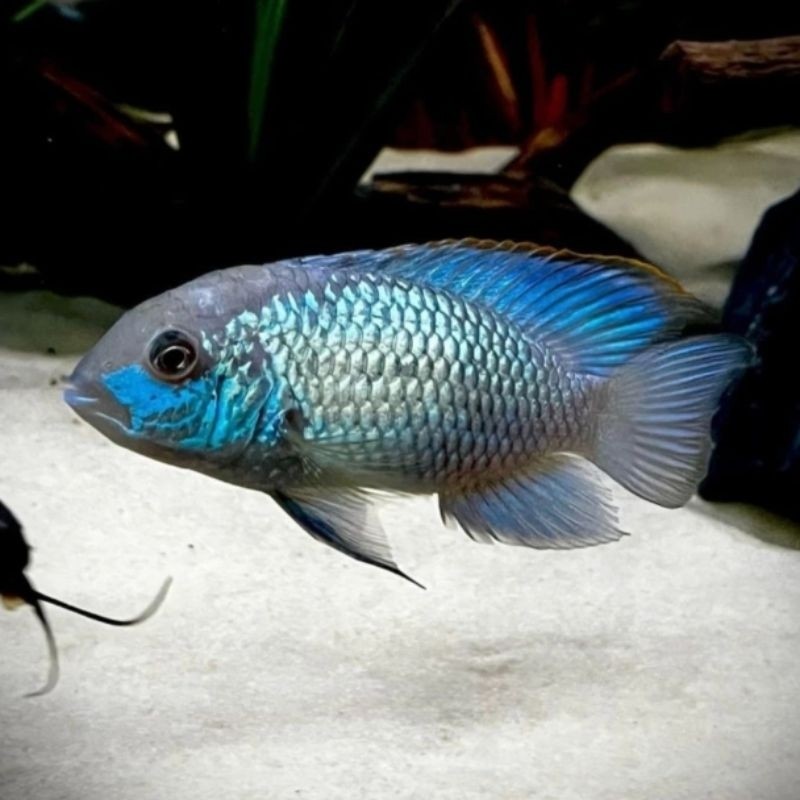Ikan Cichlid Akara American | Electric Blue Acara Cichlidae