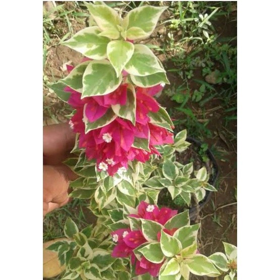 Bougenville / bugenvil singapur merah fanta daun varigata
