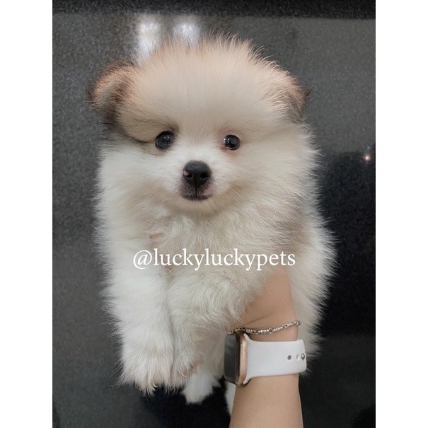 Anak Anjing Mini Pomeranian Mini Pom Jantan Betinaa