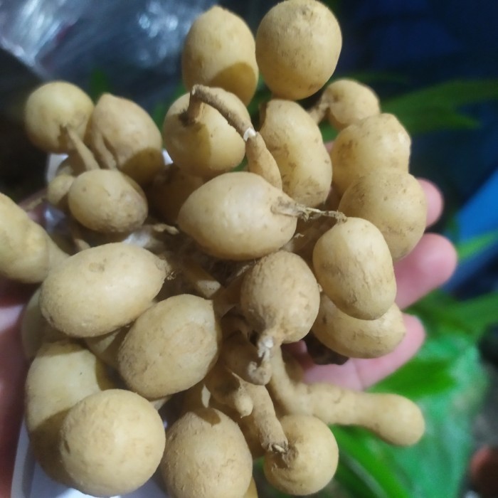 

Kunir Putih per 250gr