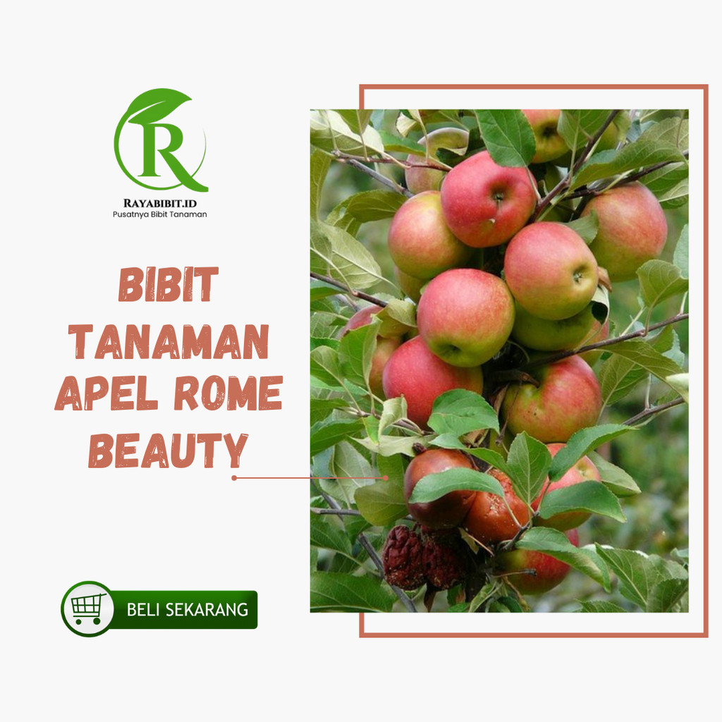 Bibit Apel Rome Beauty Malang Cangkok dan Stek