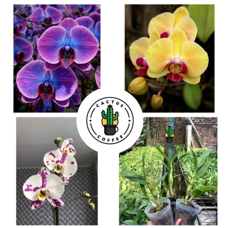 PROMO PAKET 4 ANGGREK DENDROBIUM DEWASA / BUNGA ANGGREK DENDROBIUM DEWASA / ANGGREK Terlaris