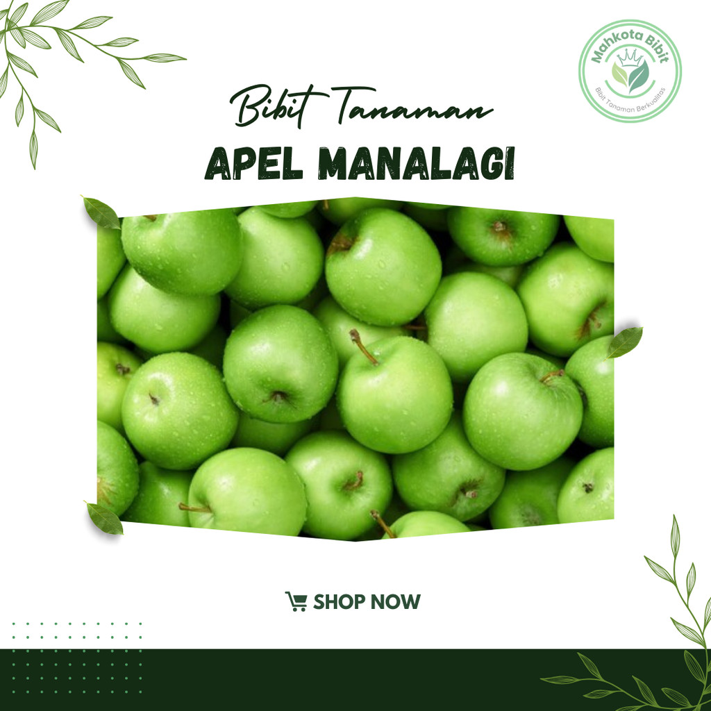 Bibit tanaman buah apel manalagi Apel Malang