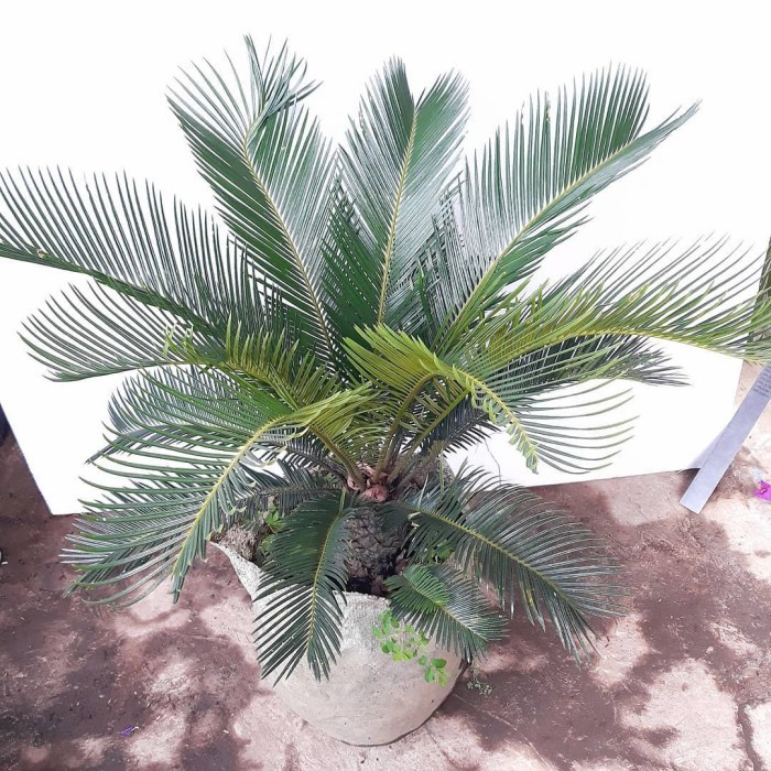 (TERMURAH) Tanaman Hias Palm Sikas - Palm Sikas - Pohon Palem Sikas