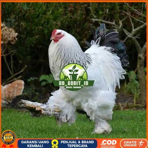 

Telur ayam hias brahma siap ditetaskan UD_GOBIT_ID