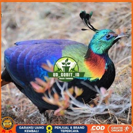 

Telur ayam hias ringneck impeyan pheasant fertil untuk ditetaskan UD_GOBIT_ID