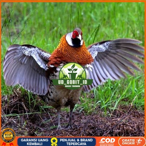 

Telur ayam hias ringneck elliot pheasant fertil siap ditetaskan UD_GOBIT_ID