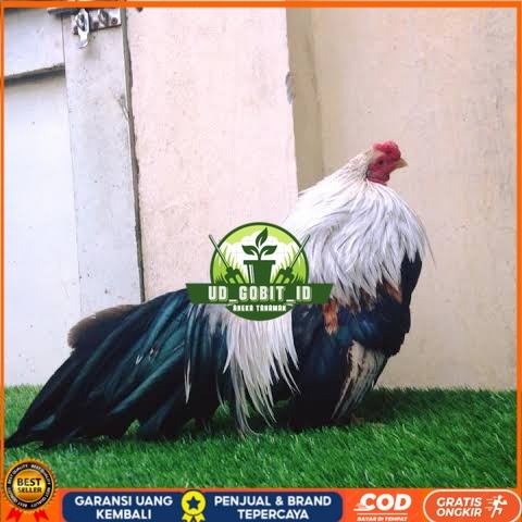 

Telur ayam hias ga tre than chau fertil untuk ditetaskan Langsung UD_GOBIT_ID