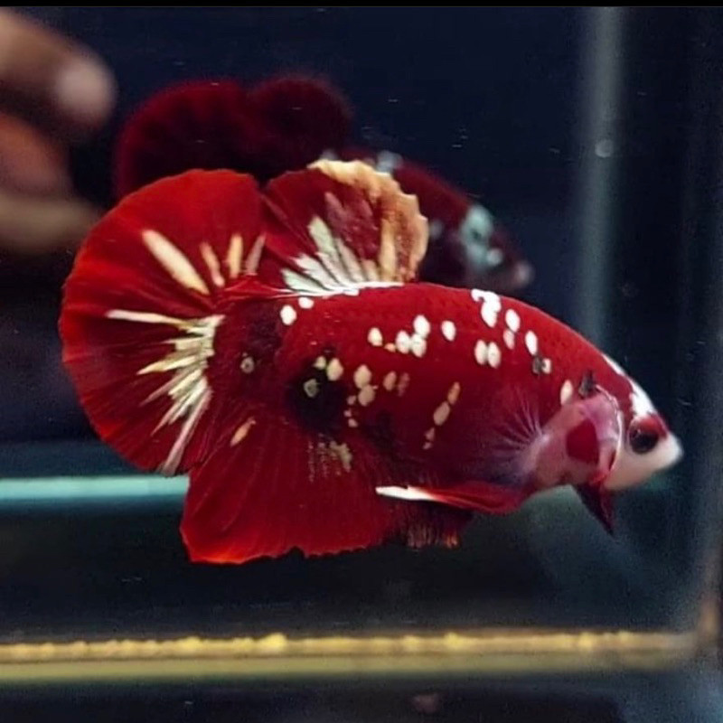

stiker anomali cupang red koi gold pilihan terbaik grade A