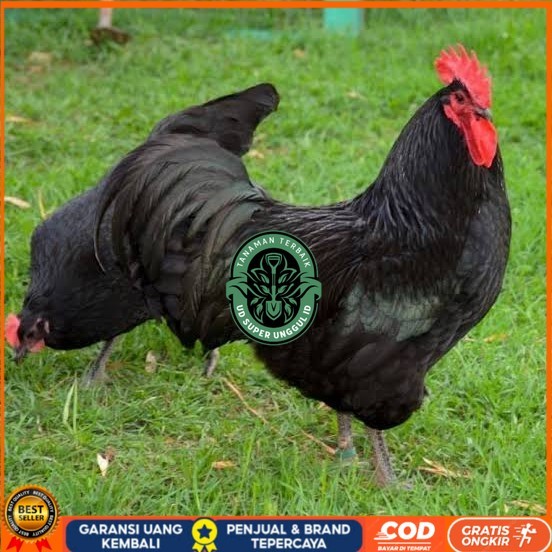 

Telur ayam black australorp / telur ayam hias / telur fertil siapkirim UD_SUPER_UNGGUL_ID