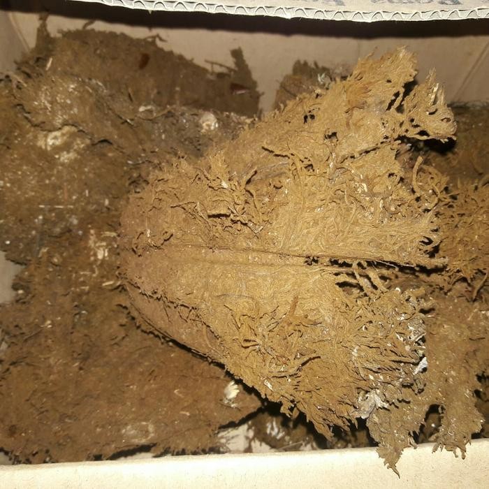 

Akar kadaka super bagus 500 gram