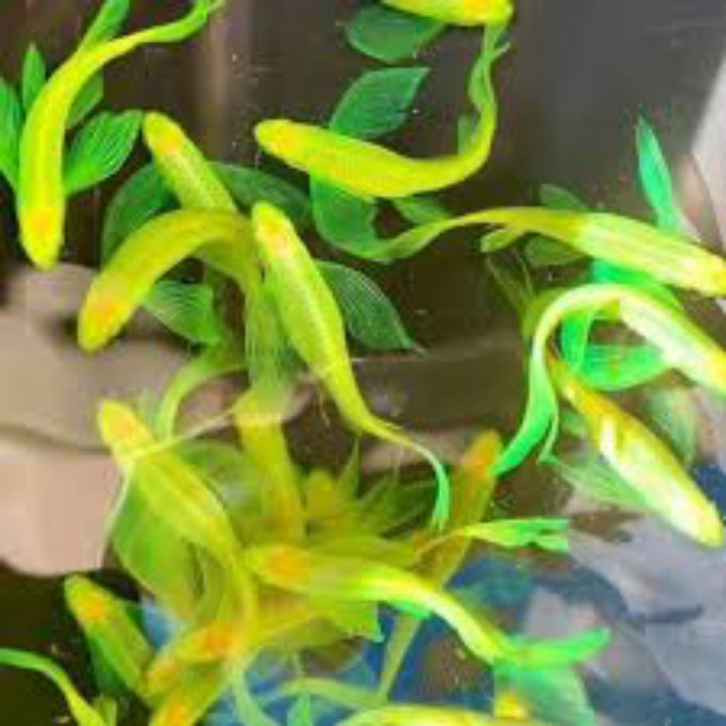 hiasan Danio slayer hijau apel green metalic size L bahan induk - Danio slayer - Danio hijau slayer 