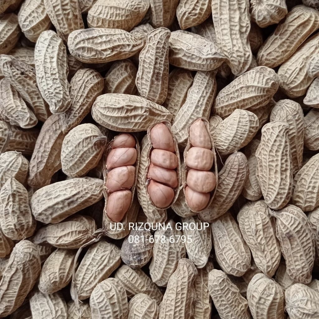 

Kacang Kulit Sangrai Bendo Tulungagung 1 Kg Renyah Gurih