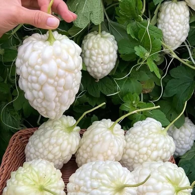 Benih Bibit Apel Pare Putih High Moon - Bibit Tanaman Sayur Sayuran Pare Paria Unik -MGS