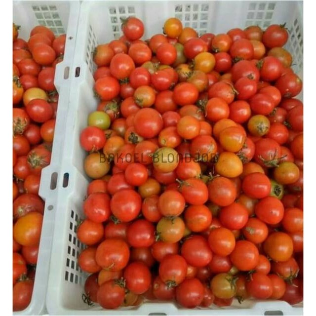 

TOMAT SAYUR / TOMAT LOKAL / TOMATO / FRESH VEGETABLES / VEGETABLE / SAYUR SAYURAN SEGAR 500GR