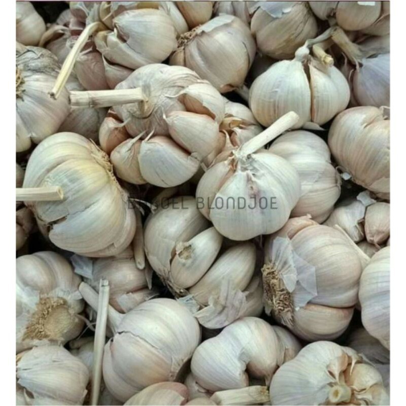 

BAWANG PUTIH SINCO / GARLIC / SAYURAN SEGAR BUMBU DAPUR / BUMBU MASAK / FRESH VEGETABLES / TERMURAH