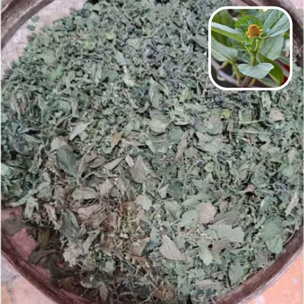 

Daun Jotang/Legetan Kering Murni 1 Kg Herbal Alami