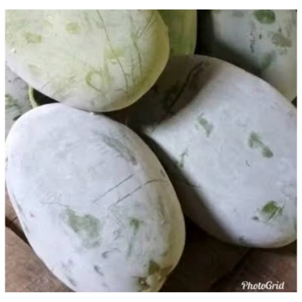 

1-15 kg Buah Beligo / Bligo / kundur Segar, Sehat, Berkualitas Langsung Petik dari Kebun Sendiri | Per KG