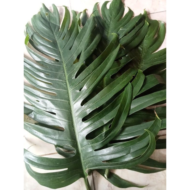 

Jual Daun Ekor Naga segar 1 kg
