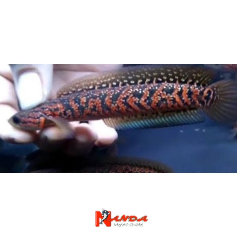 ASIATICA RSP KALIMAYA 8-10cm