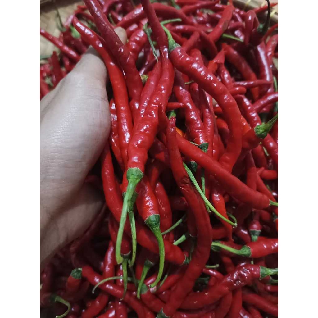 

Paket Cabe Keriting Merah/Hijau Harga Terjangkau Fresh Pengiriman Instant 1kg
