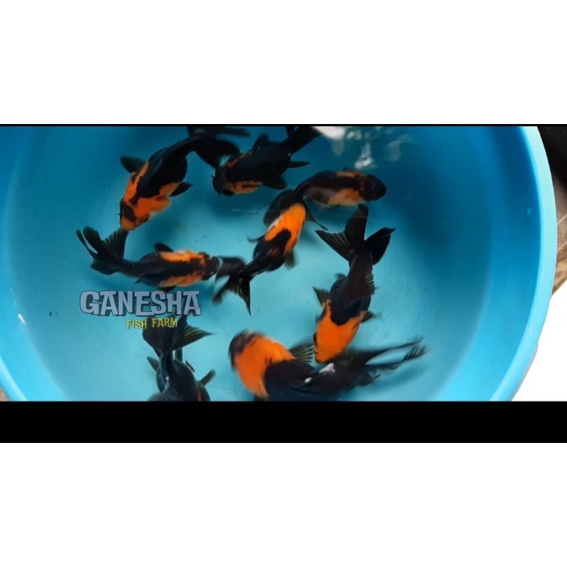 IKAM MAS KOKI ORANDA TANCHO 7-8 CM TULUNGAGUNG