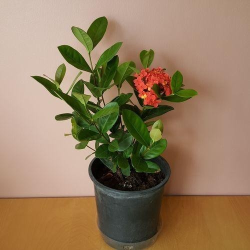 Tanaman Hias asoka hawai merah - soka daun besar - Murah