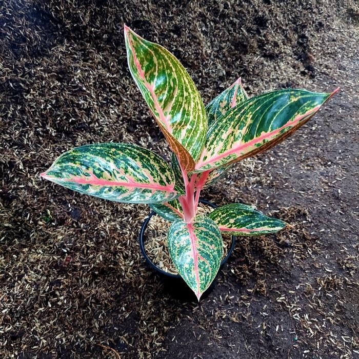 Aglonema Widuri - Aglo - Aglonema Murah - MURAH