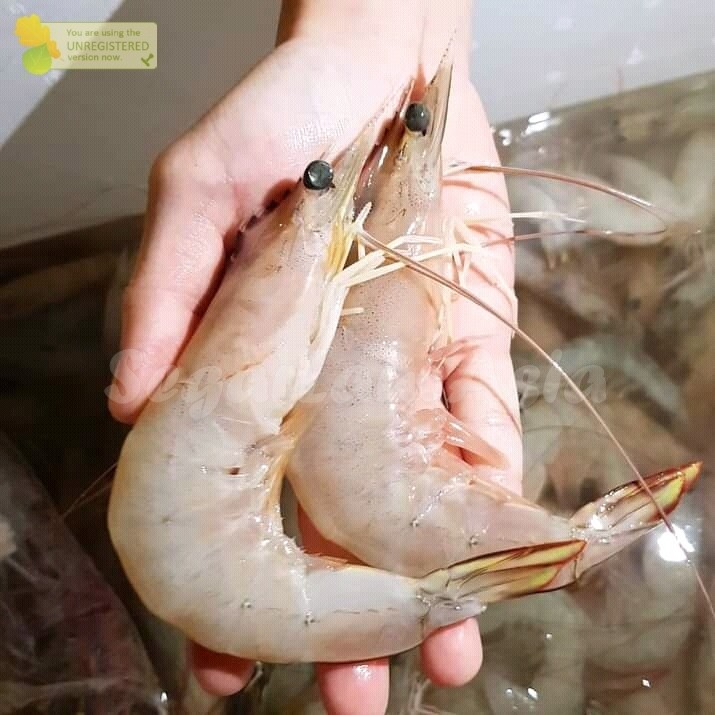 Udang Segar 1Kg Udang Peci Udang Jerbung Udang Laut Utuh Segar