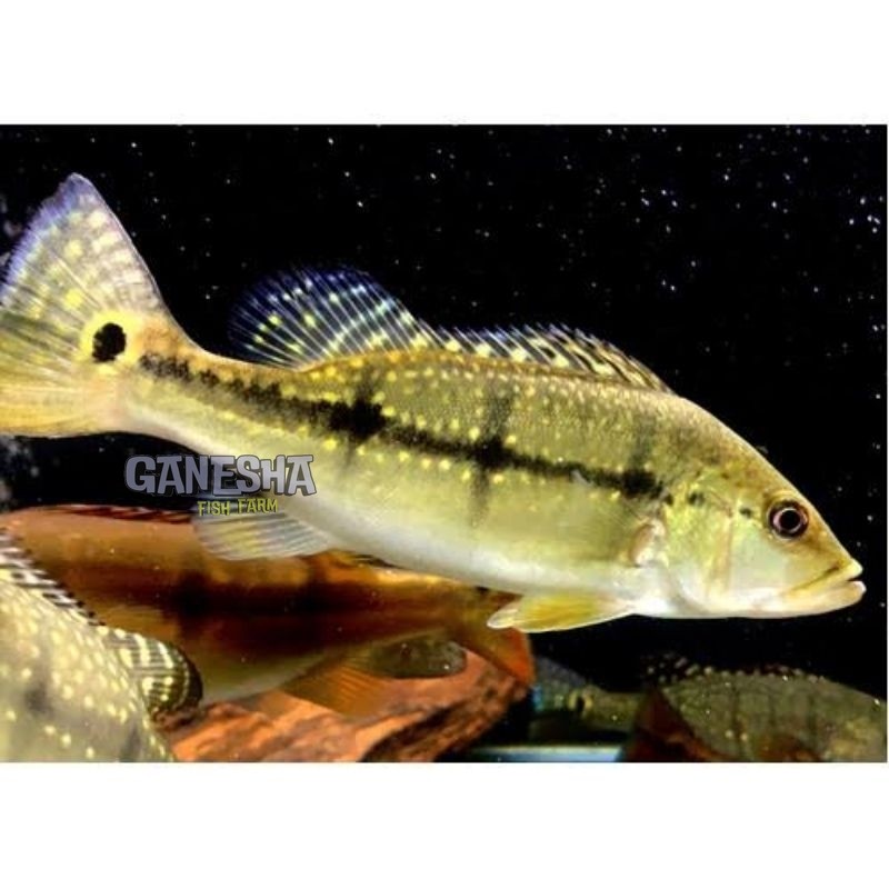 Pbass Xingu Good Marking Size 10-11cm realsize bergaransi COD pbass pinima pbass kelbery
