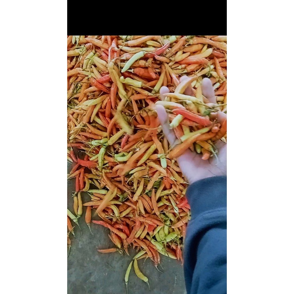 

(COD ) Cabe Rawit Asmoro 1/4 kg fresh (250g) Jatim