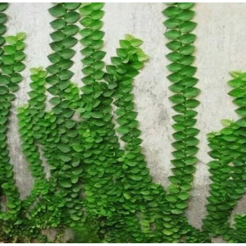 Bibit tanaman hias dolar daun besar / dollar rambat dinding tembok