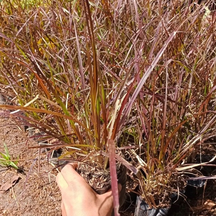 tanaman hias ilalang ekor kuda merah alang - tanaman pagar ekor kuda