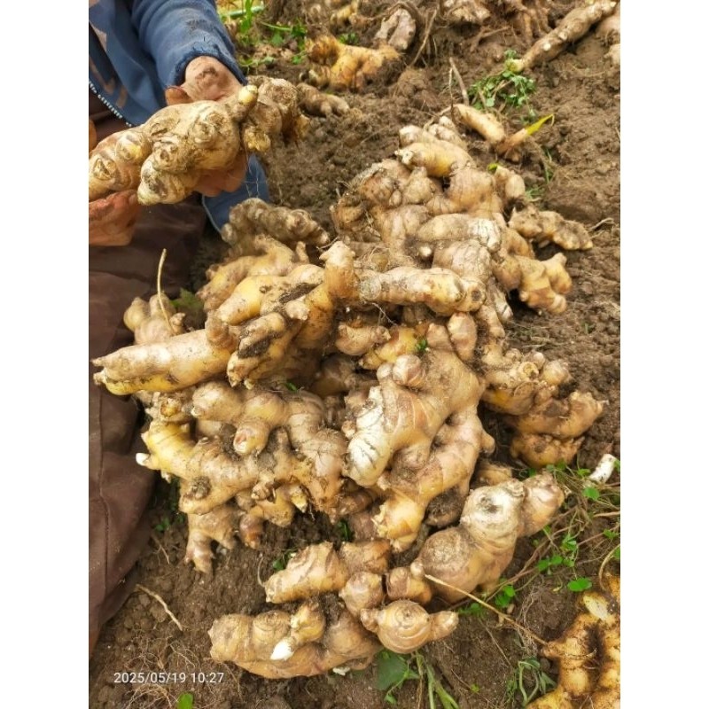 

jahe segar 1kg bisa request emprit/gajah obat herbal,bumbu masuk baru dipetik