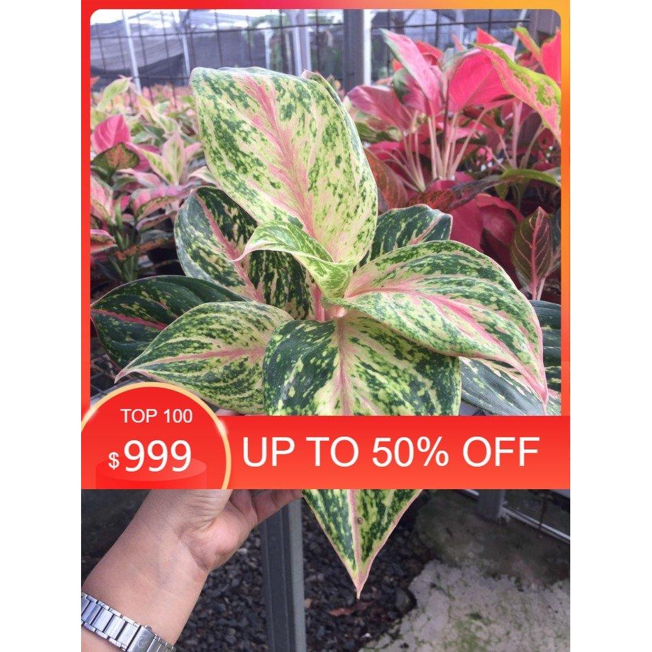 Aglonema Rindu - Aglo - Aglonema PROMO MURAH